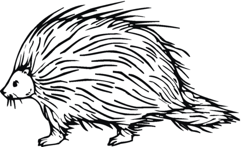 Porcupine 7 Coloring Page